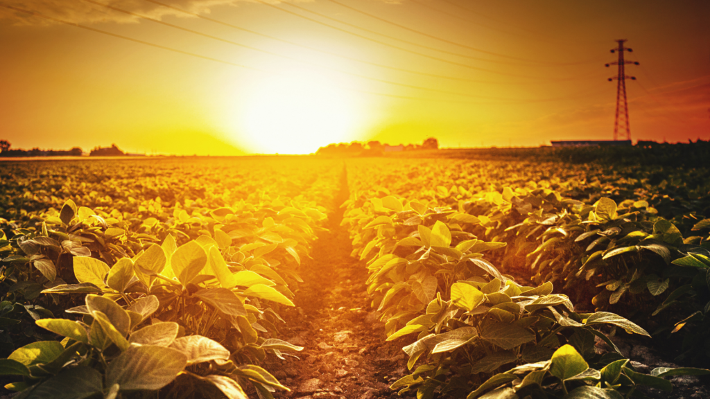 Lavouras em alerta: onda de calor pode impactar agricultura