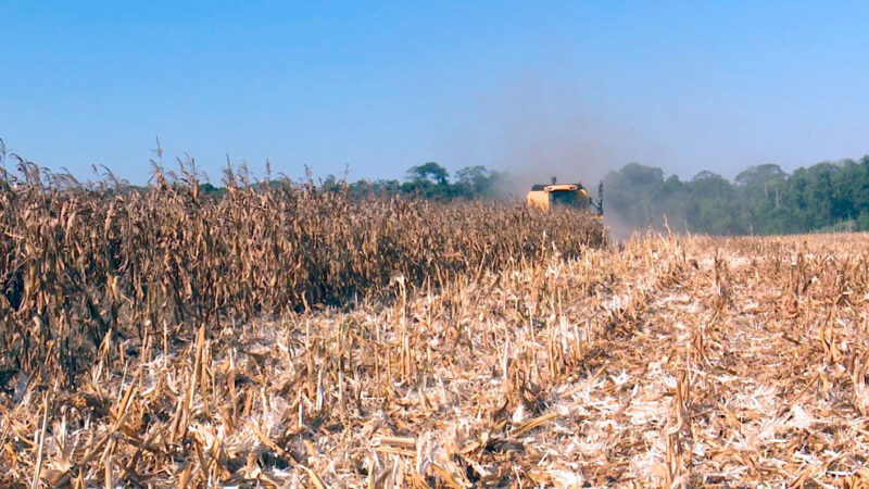 Safra futura de milho em Mato Grosso será ‘desafiadora’ para produtor após forte queda de preço