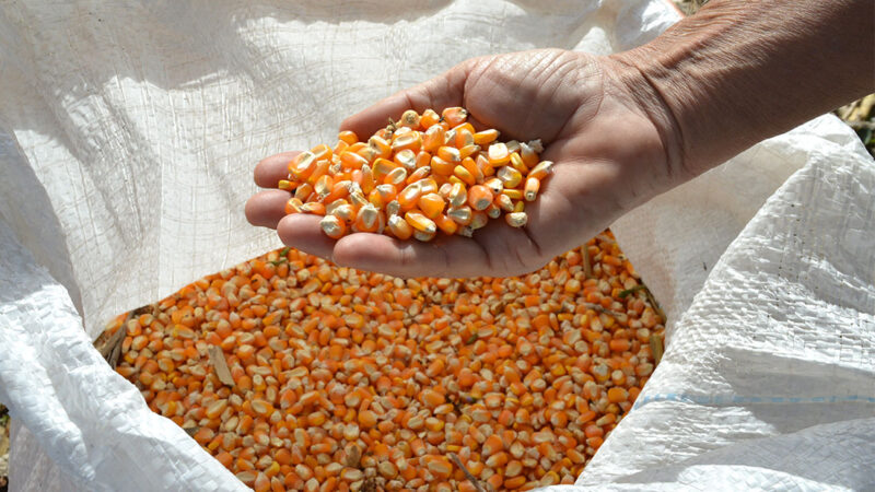 Produtividade de milho em Mato Grosso cresce 14% com 116 sacas/hectare, aponta Imea
