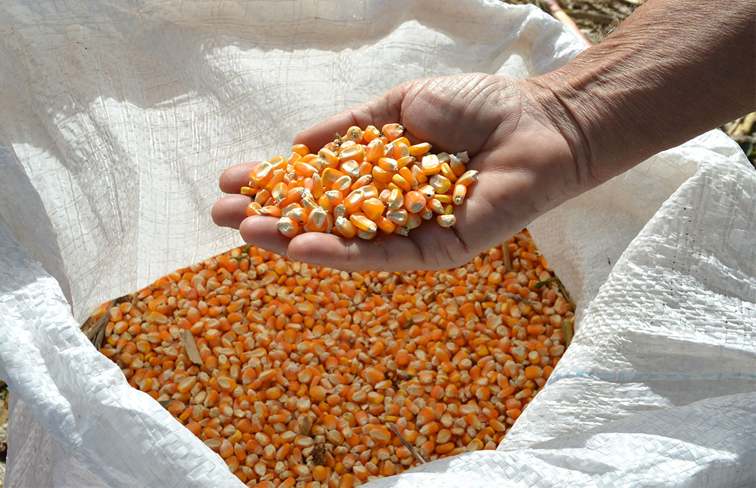 Preço do milho disponível em Mato Grosso sobe 2,1%, aponta instituto