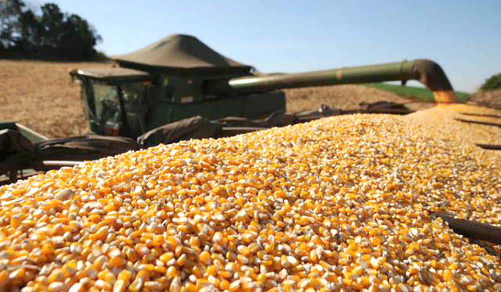 Produção final da próxima safra de milho em Mato Grosso deve ser 13% menos, aponta IMEA