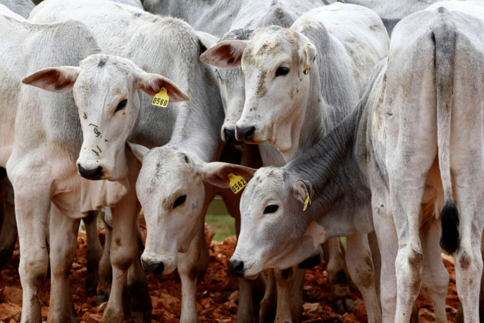 IMEA aponta sustentação nos preços do boi gordo em Mato Grosso