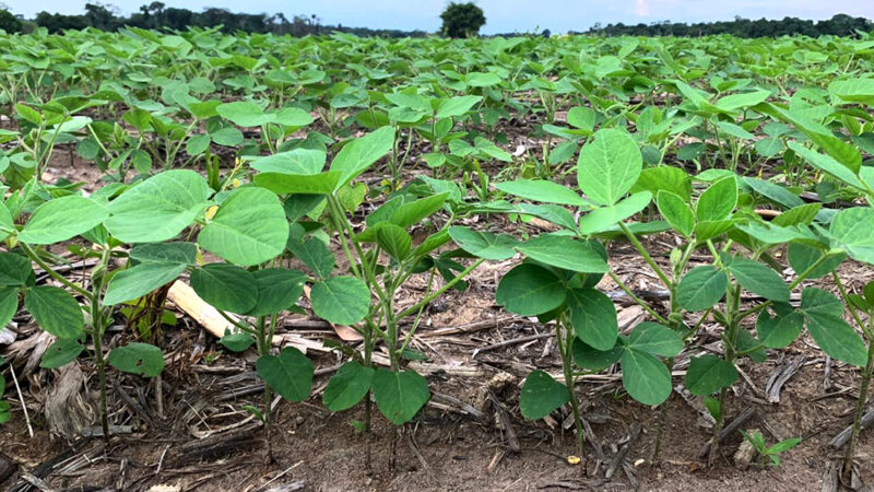 Plantio de soja em Mato Grosso tem início adiantado