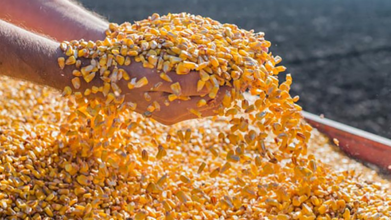 Mato Grosso vende no exterior 9% a mais de milho