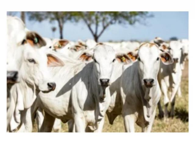 Contagem de gado traz à tona ‘crescimento fake’ de cidade em MT