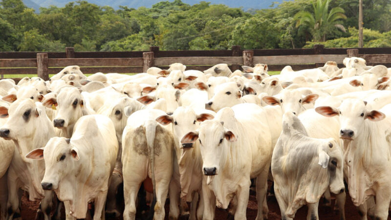 Consumo de carne cai e oferta de bovinos aumenta em Mato Grosso