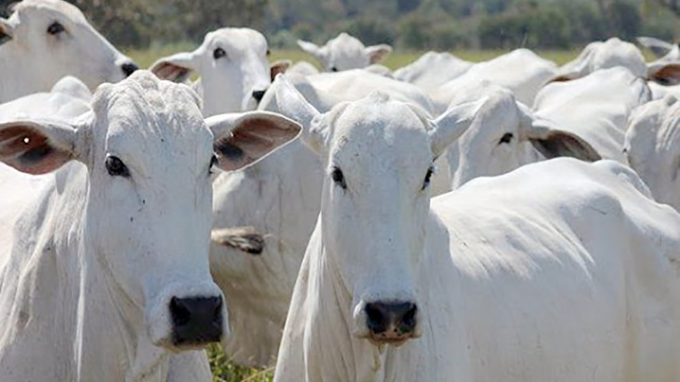 Cotação da vaca gorda em Mato Grosso cai 2,2% e bezerro 1,7%