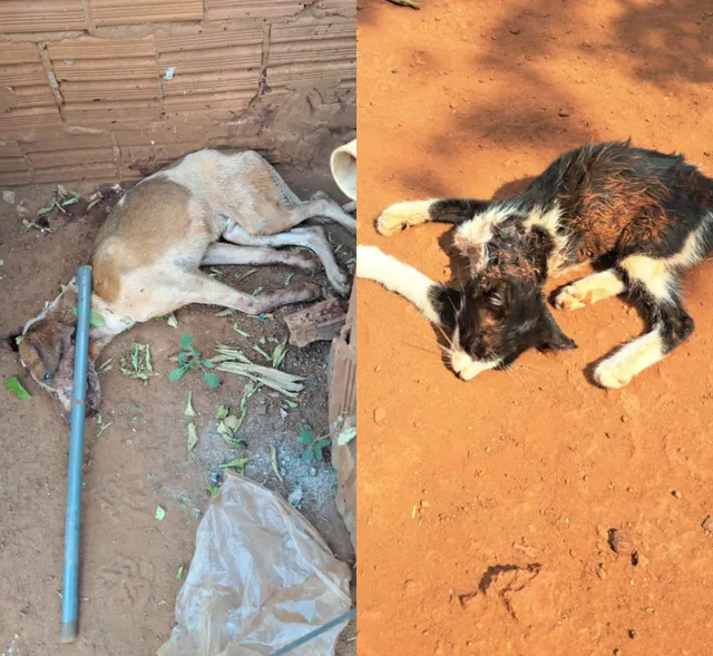 Homem é preso suspeito de espancar cão e gato até a morte em Tangará da Serra