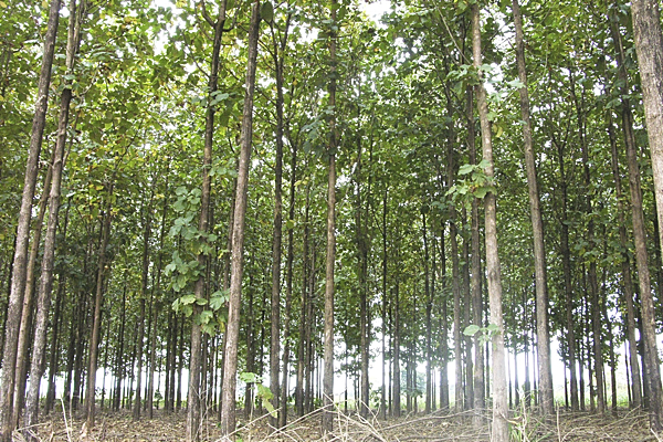 Entidades e governo reforçam ações de reflorestamento em Mato Grosso