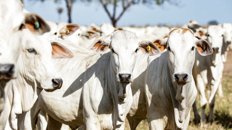 Cotação do boi gordo em Mato Grosso se recupera e média vai a R$ 189