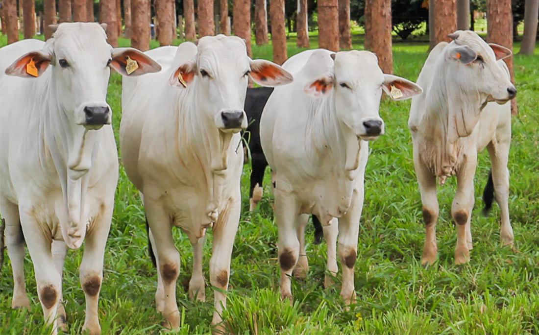 Preço da arroba do boi gordo e da vaca mantém recuperação em Mato Grosso