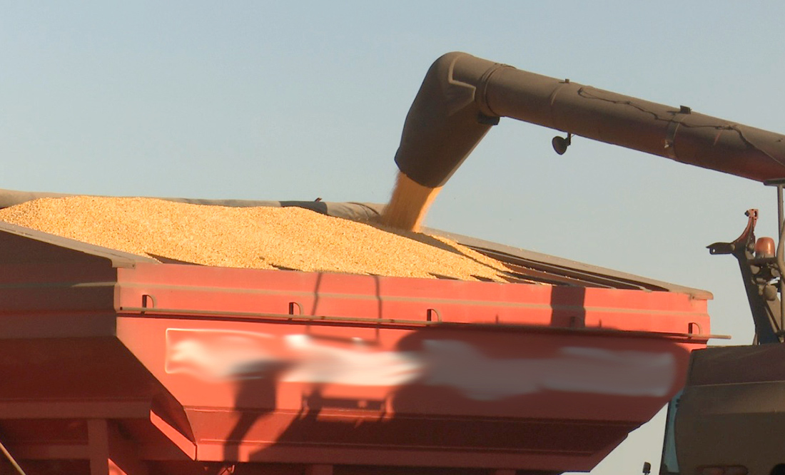 Venda de milho chega a 71% da safra em Mato Grosso e preço médio baixa 2,4%