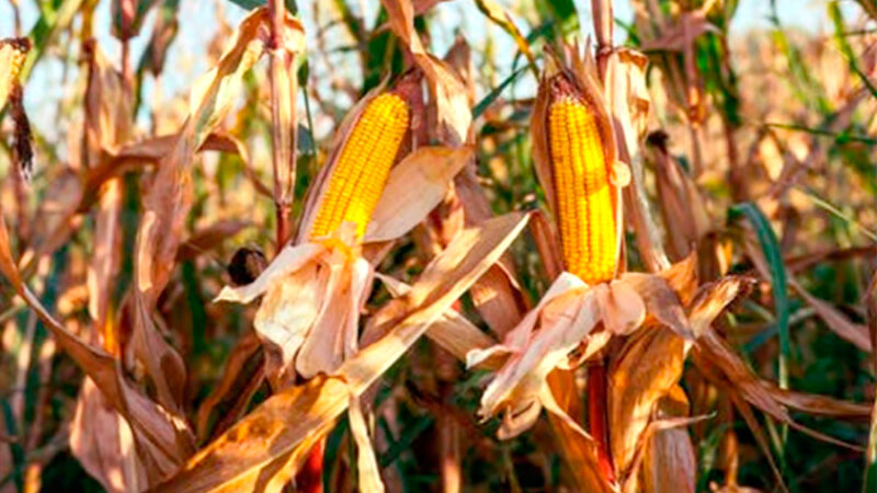 Área total de milho em Mato Grosso diminui 4,8% aponta Conab