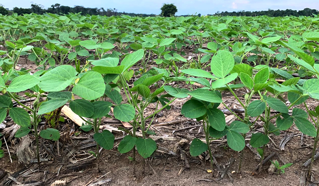 Plantio de soja em Mato Grosso supera 60% das áreas; previsão é de intensidade nas chuvas nos próximos dias