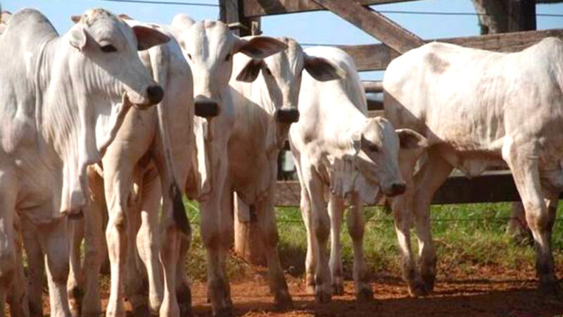 IMEA constata queda recorde no preço do bezerro em Mato Grosso
