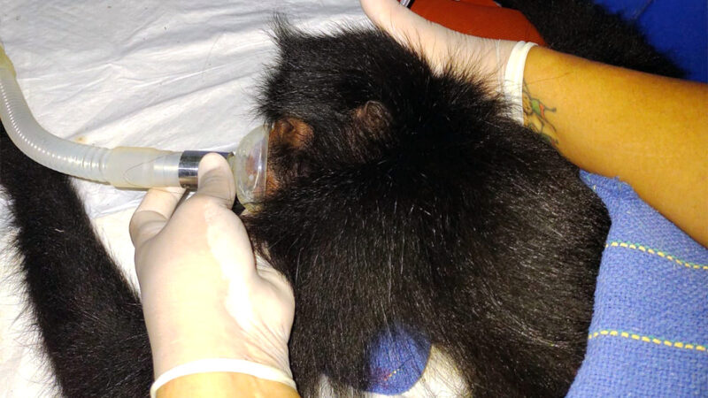 Macaco-aranha atropelada e transferida para Sinop após ‘vaquinha’ segue em tratamento