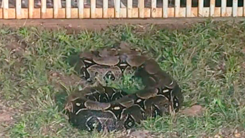 Terceira jiboia é capturada em menos de uma semana no perímetro urbano de Alta Floresta