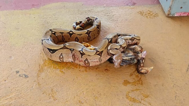 Cobra é capturada após matar galinha em residência no Nortão