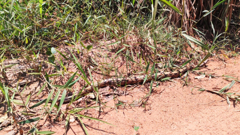 Tamanduá e jiboia são resgatados pelos bombeiros em residências de Alta Floresta  
