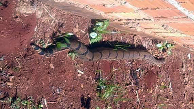 Cobra encontrada em quintal no Nortão é capturada pelos bombeiros; 6º caso em uma semana