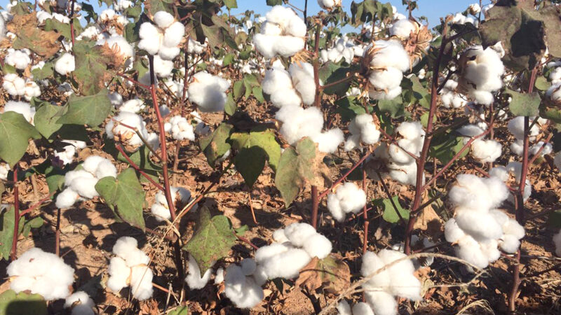 Preço do caroço de algodão em Mato Grosso mantém tendência de queda