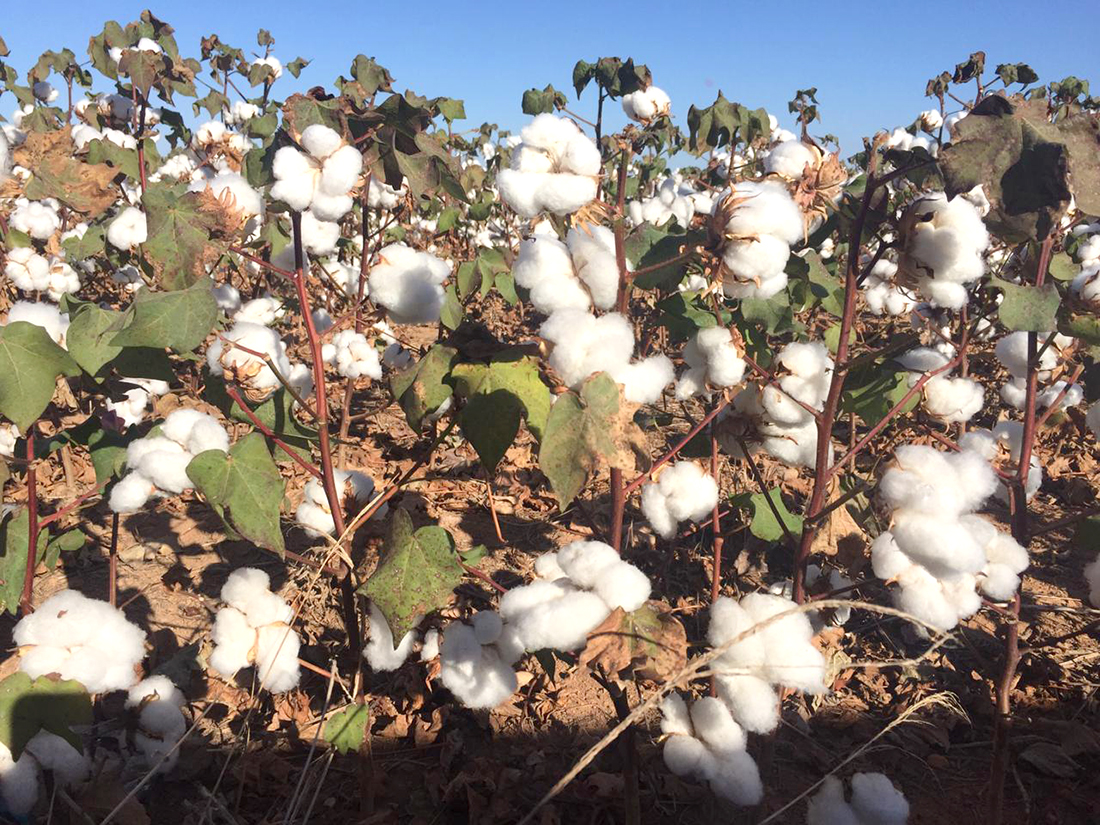 Preço do caroço de algodão em Mato Grosso mantém tendência de queda