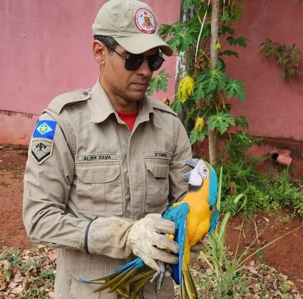 Bombeiros resgatam arara-canindé ferida em Mato Grosso