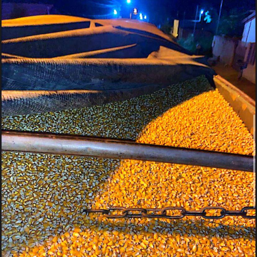Novo levantamento constata redução no plantio de milho em Mato Grosso
