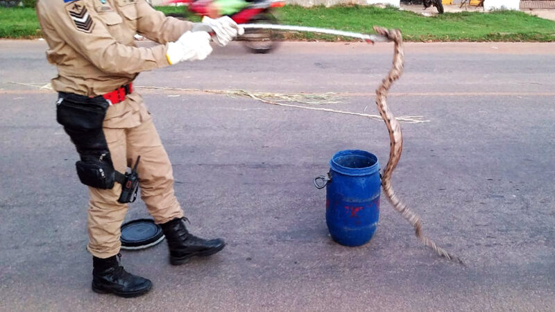 Moradores encontram jiboia em avenida de Alta Floresta