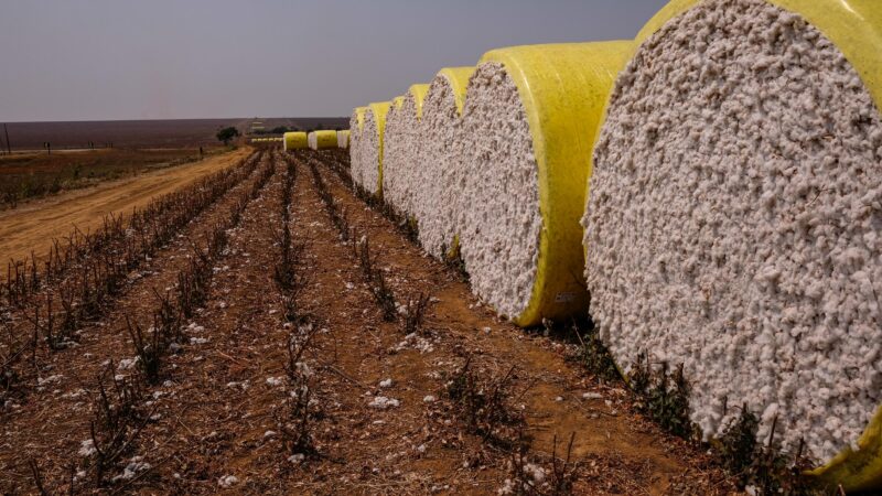 Preço do caroço do algodão cai em Mato Grosso