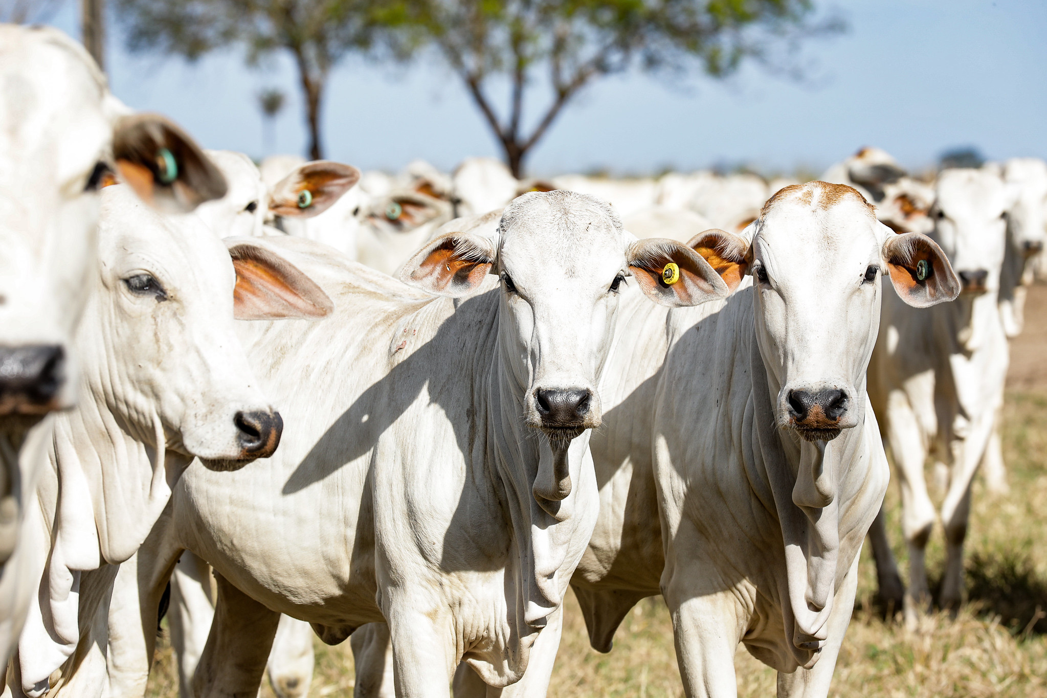 Arroba do boi em Mato Grosso sobe e média vai a R$ 203