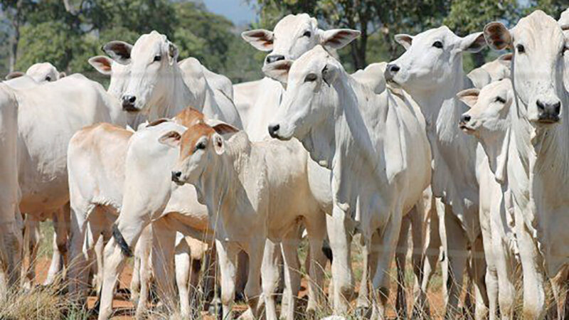 Cotação da vaca gorda em Mato Grosso sobe e do boi desce