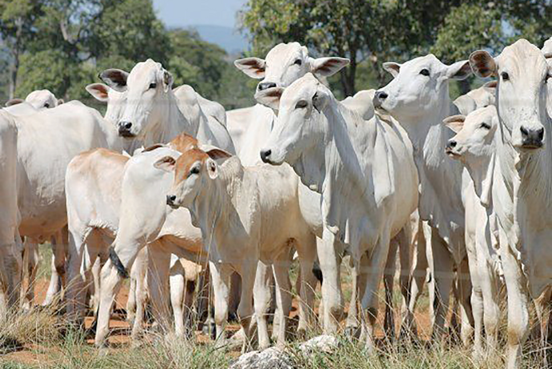 Cotação da vaca gorda em Mato Grosso sobe e do boi desce Cotação da vaca gorda em Mato Grosso sobe e do boi desce