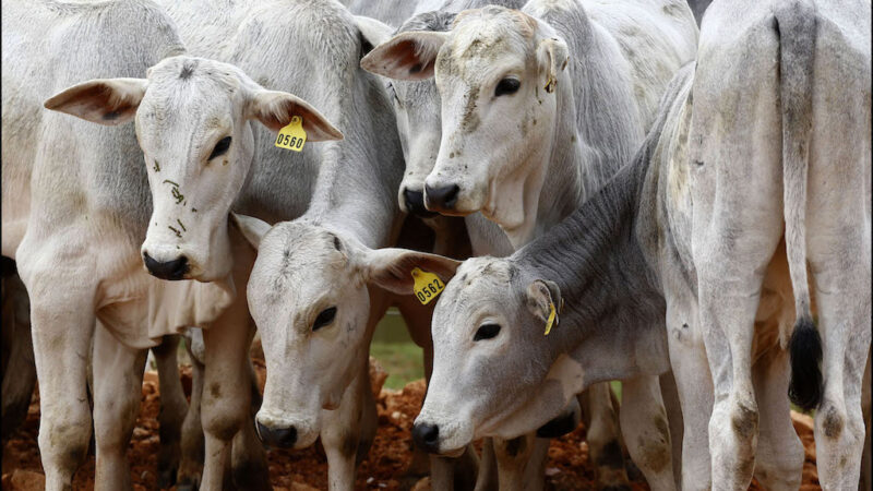 Indea diz que apenas 42% dos produtores atualizaram rebanho em Mato Grosso; campanha segue até 4ª
