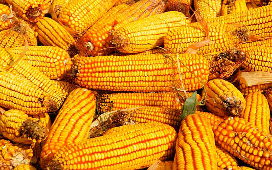 Preço do milho em Mato Grosso cai 46% em outubro e custeio apenas 0,48% Preço do milho em Mato Grosso cai 46% em outubro e custeio apenas 0,48%