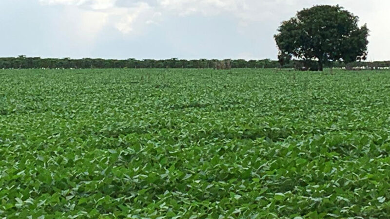 Primeira projeção é de aumento de 2,3% no custo total da soja em Mato Grosso