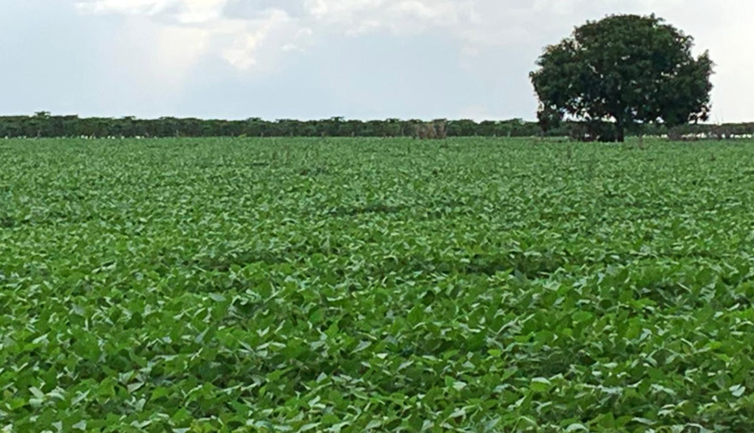 Primeira projeção é de aumento de 2,3% no custo total da soja em Mato Grosso