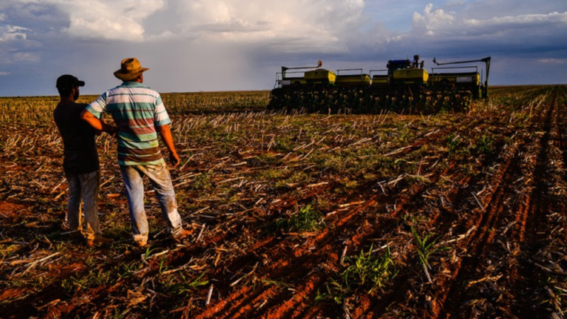 Instituto aponta que em ‘alta parcela’ de fazendas em Mato Grosso foi necessário replantar soja