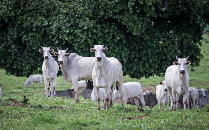 Pecuaristas de MT têm até fim do mês para declarar quantidade de animais em rebanho