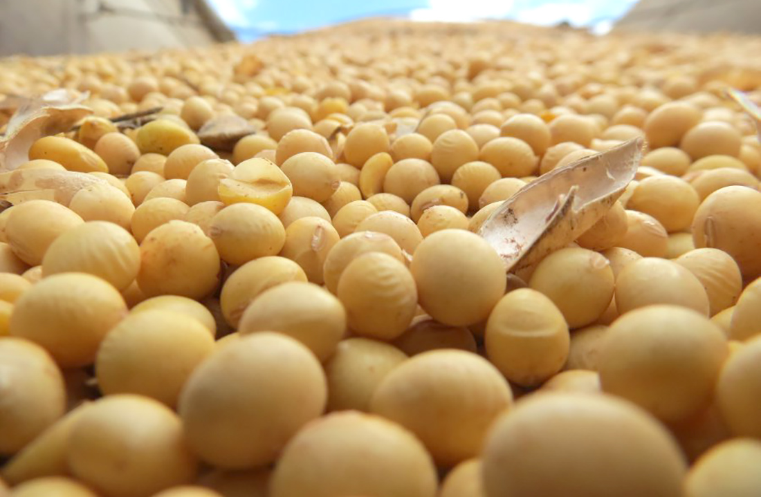 Cotação da soja aumenta em Mato Grosso Cotação da soja aumenta em Mato Grosso