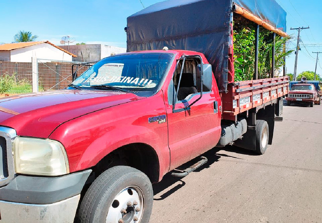 Fiscais do Indea destroem carga de mudas frutíferas apreendida sem documentação em Mato Grosso
