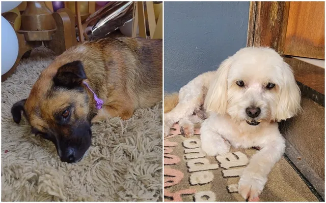 Cachorros morrem após serem esquecidos dentro de van de pet shop