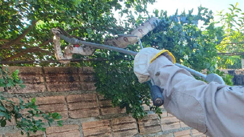 Jiboia é capturada pelos bombeiros em residência no Nortão