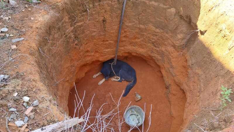 Cachorro cai em “poço” com três metros de profundidade e é resgatado por bombeiros