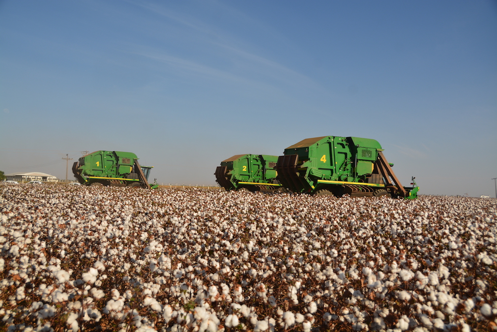 Área projetada de plantio de algodão em Mato Grosso cresce 3,2%