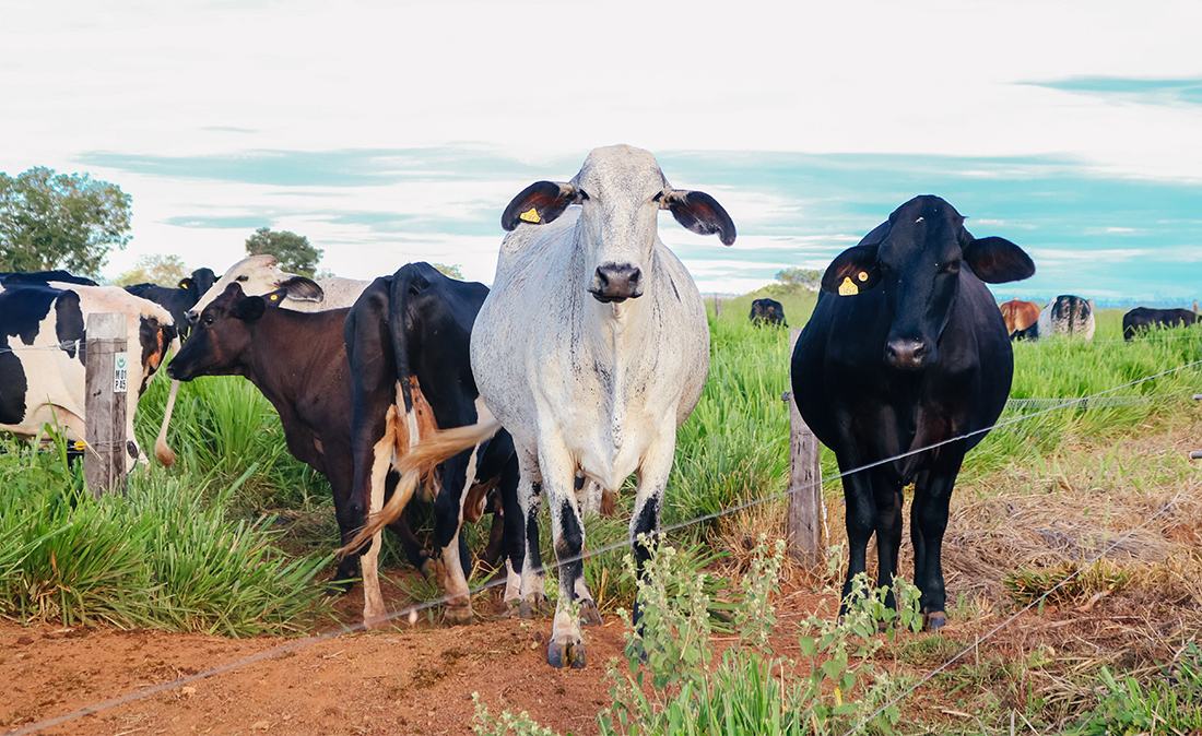 Indea prorroga campanha para atualização de estoque de rebanho em Mato Grosso Indea prorroga campanha para atualização de estoque de rebanho em Mato Grosso
