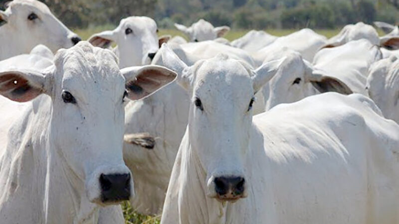 Arroba do boi gordo fecha o ano em Mato Grosso com queda de 21,6%