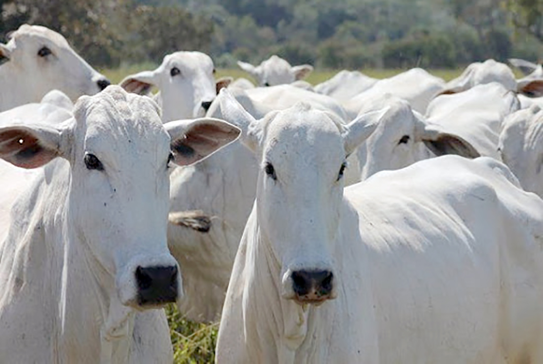 Arroba do boi gordo fecha o ano em Mato Grosso com queda de 21,6%