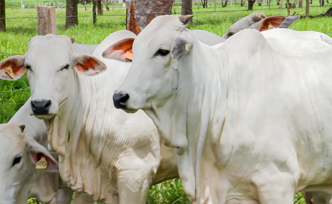 Cotação da vaca gorda em Mato Grosso teve pequena alta