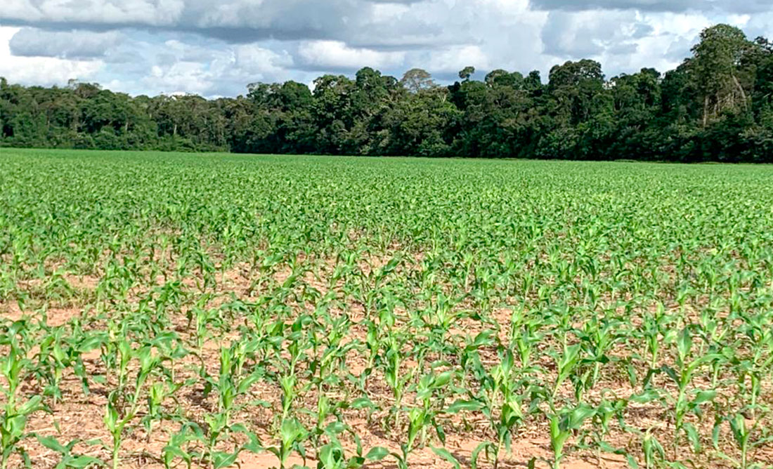 IMEA prevê queda na área de milho em Mato Grosso devido ao preço baixo que não cobre custos